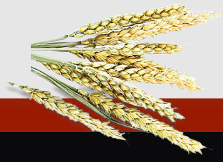 9888��˹ά��˹(�ɷ�)���޹�˾-�ٷ���վ