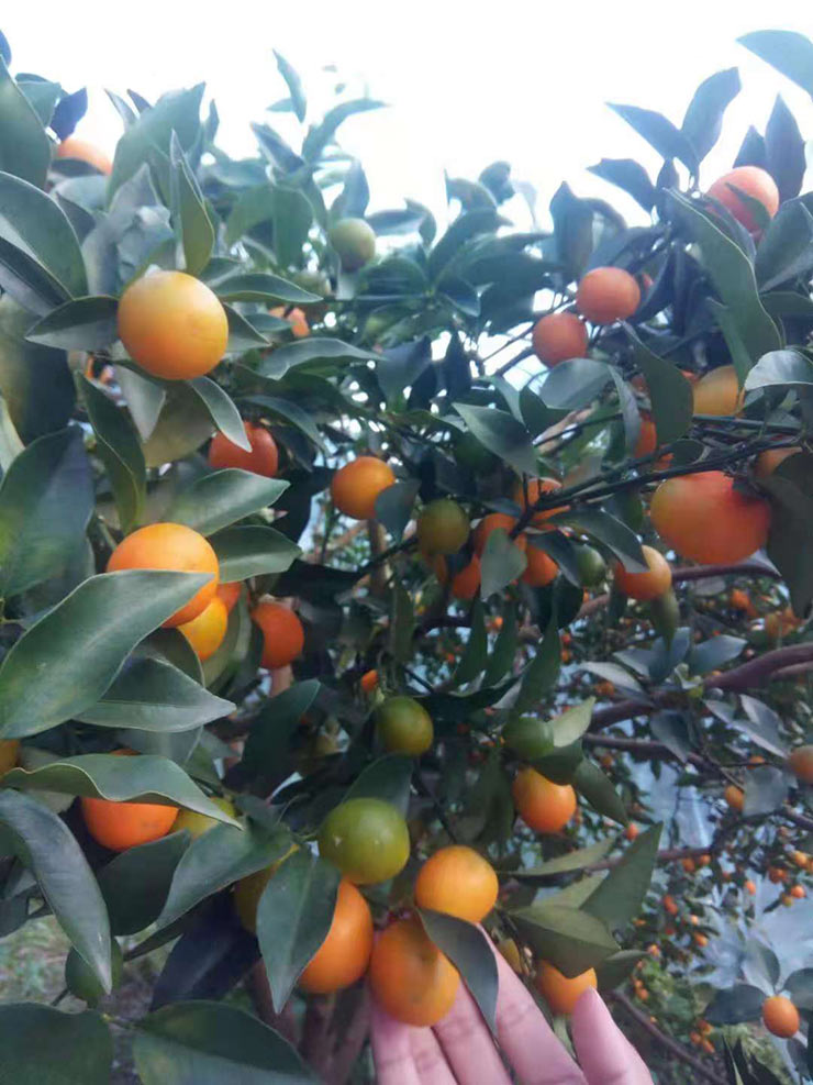 9888��˹ά��˹(�ɷ�)���޹�˾-�ٷ���վ